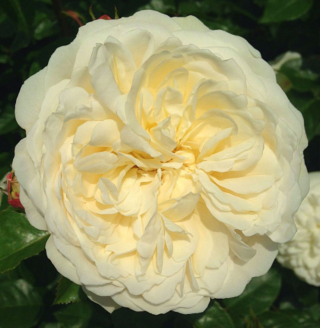 Роза английская парковая Транквилити